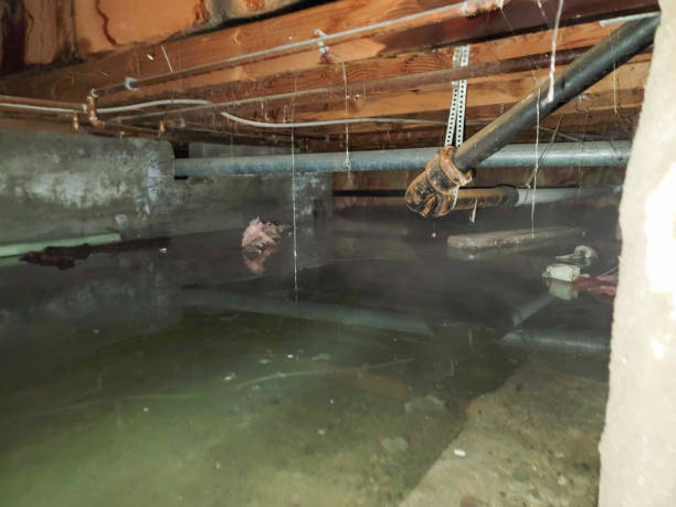Best Flood damage cleanup  in Frederickson, WA